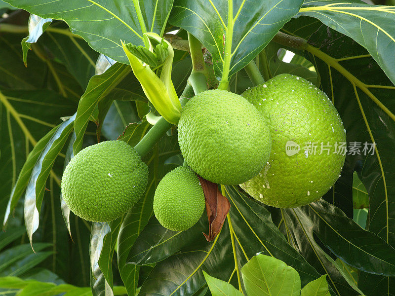 Breadfruit 4号